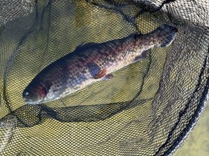 2月14日（土）町田市　トヨシマ　さん