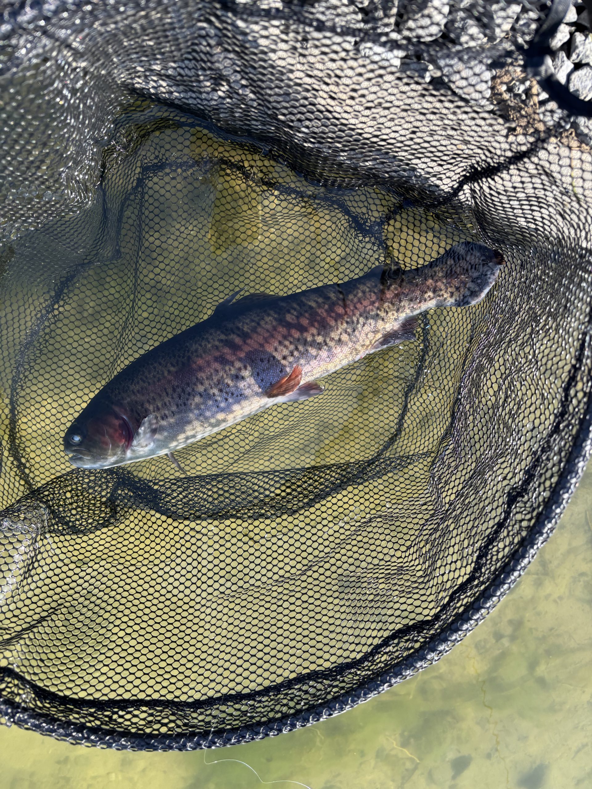 2月14日（土）町田市　トヨシマ　さん