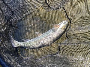 2月21日(土)　町田市　トヨシマさん