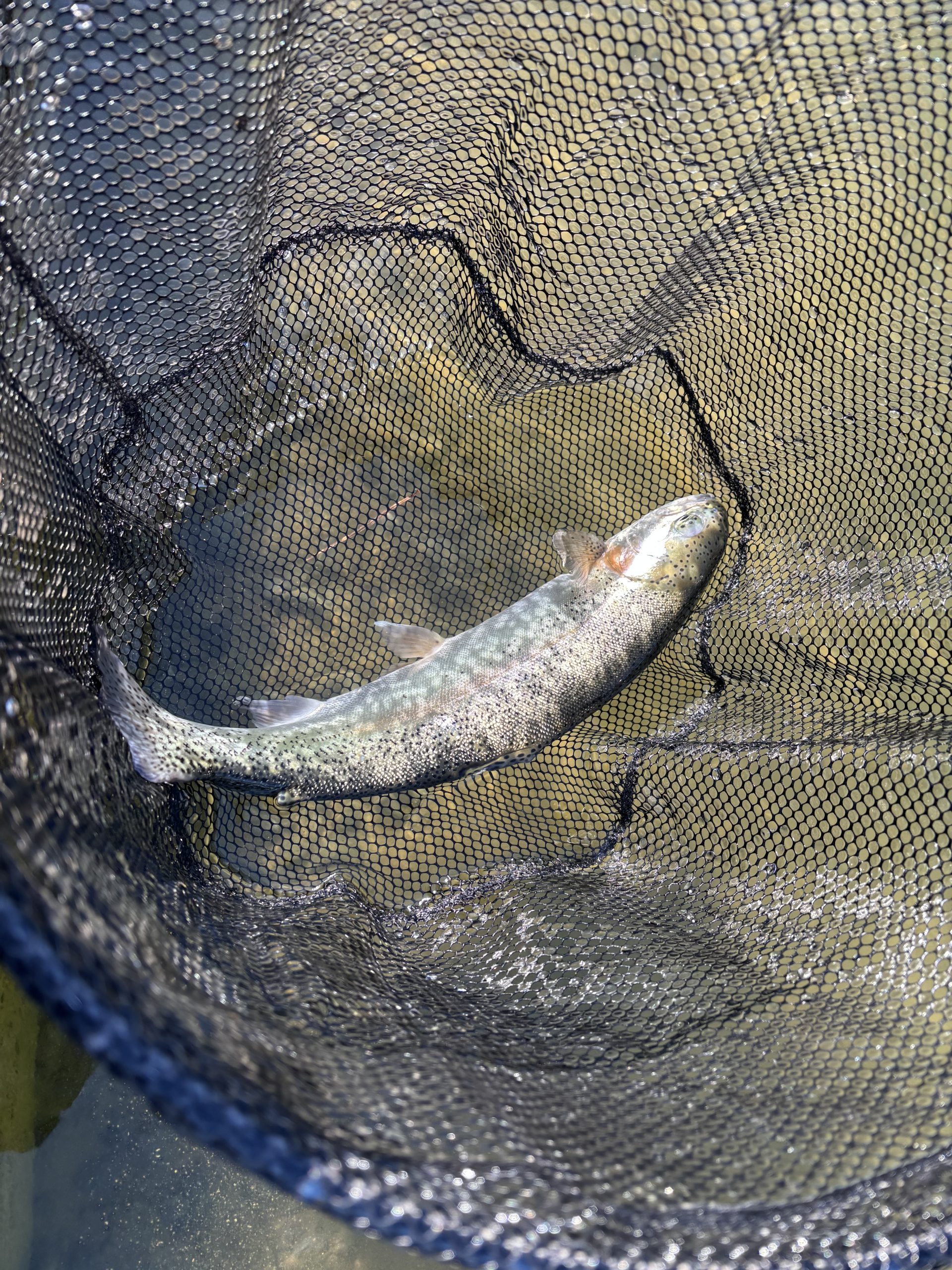 2月21日(土) 町田市 トヨシマさん