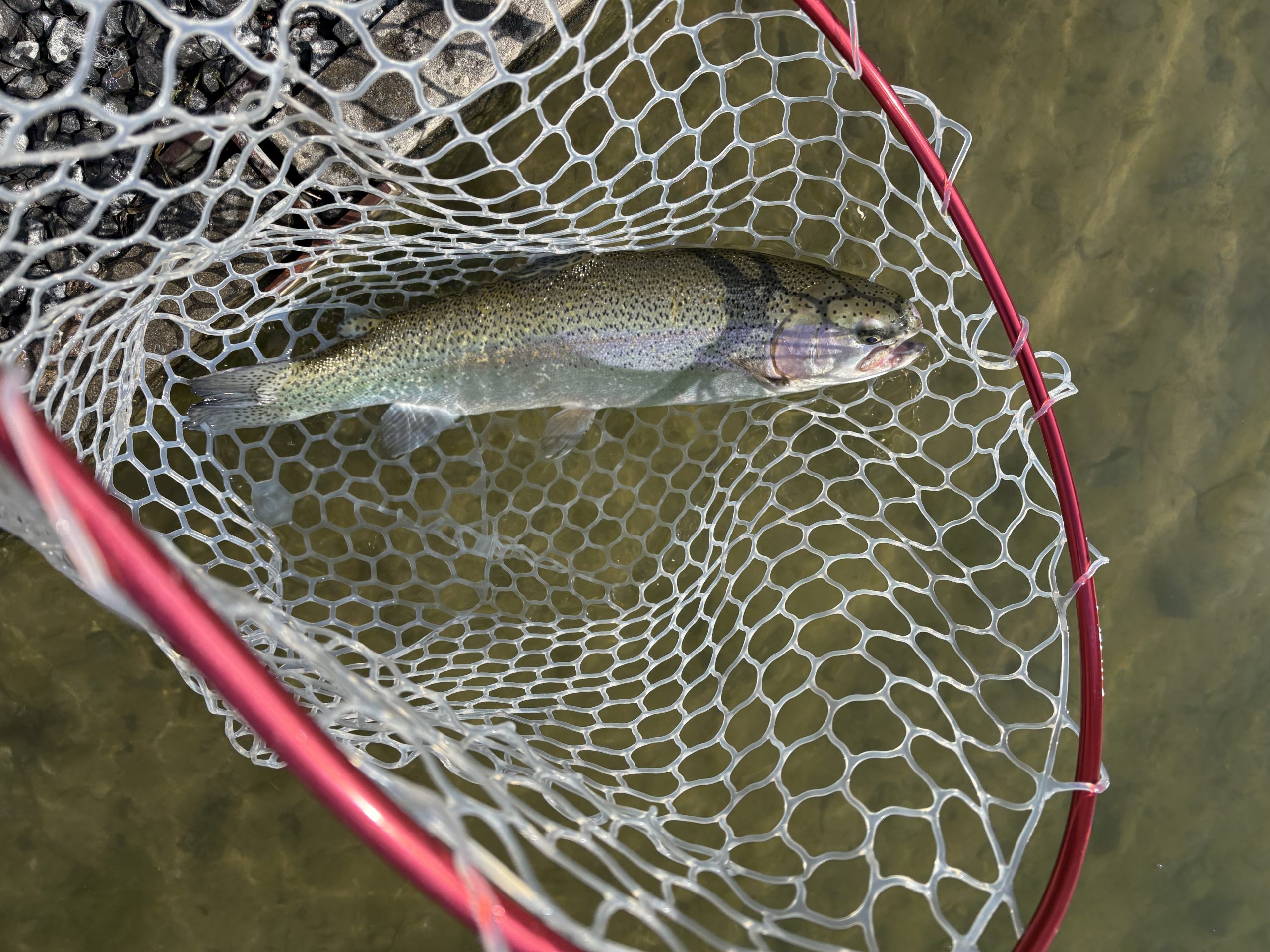 2月18日(水)　所沢市　マサ内藤さん