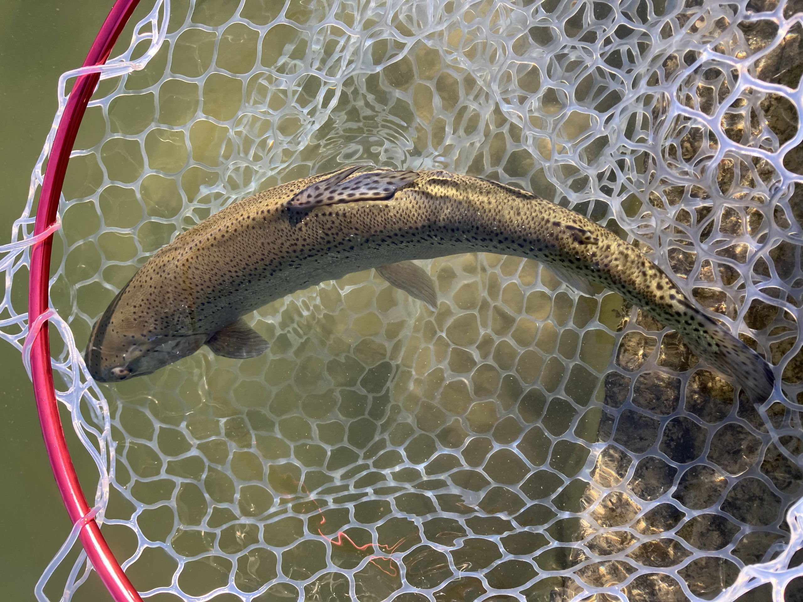 2月4日（水）越谷市　iwana07さん