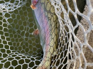 2月18日(水)　越谷市　iwana107さん