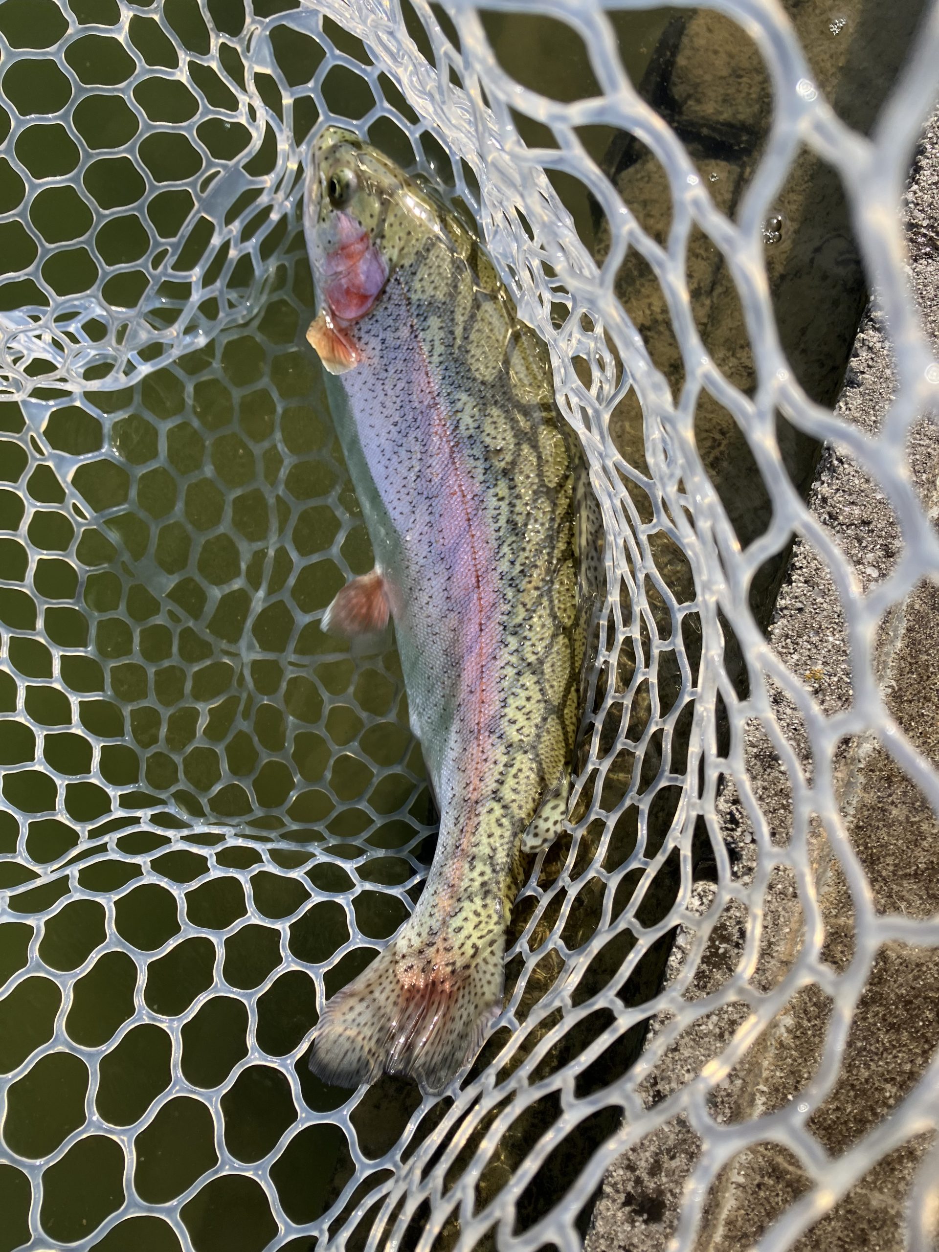 2月18日(水)　越谷市　iwana107さん