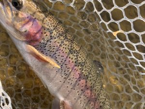 2月1日（日）小平市　しいたけさん