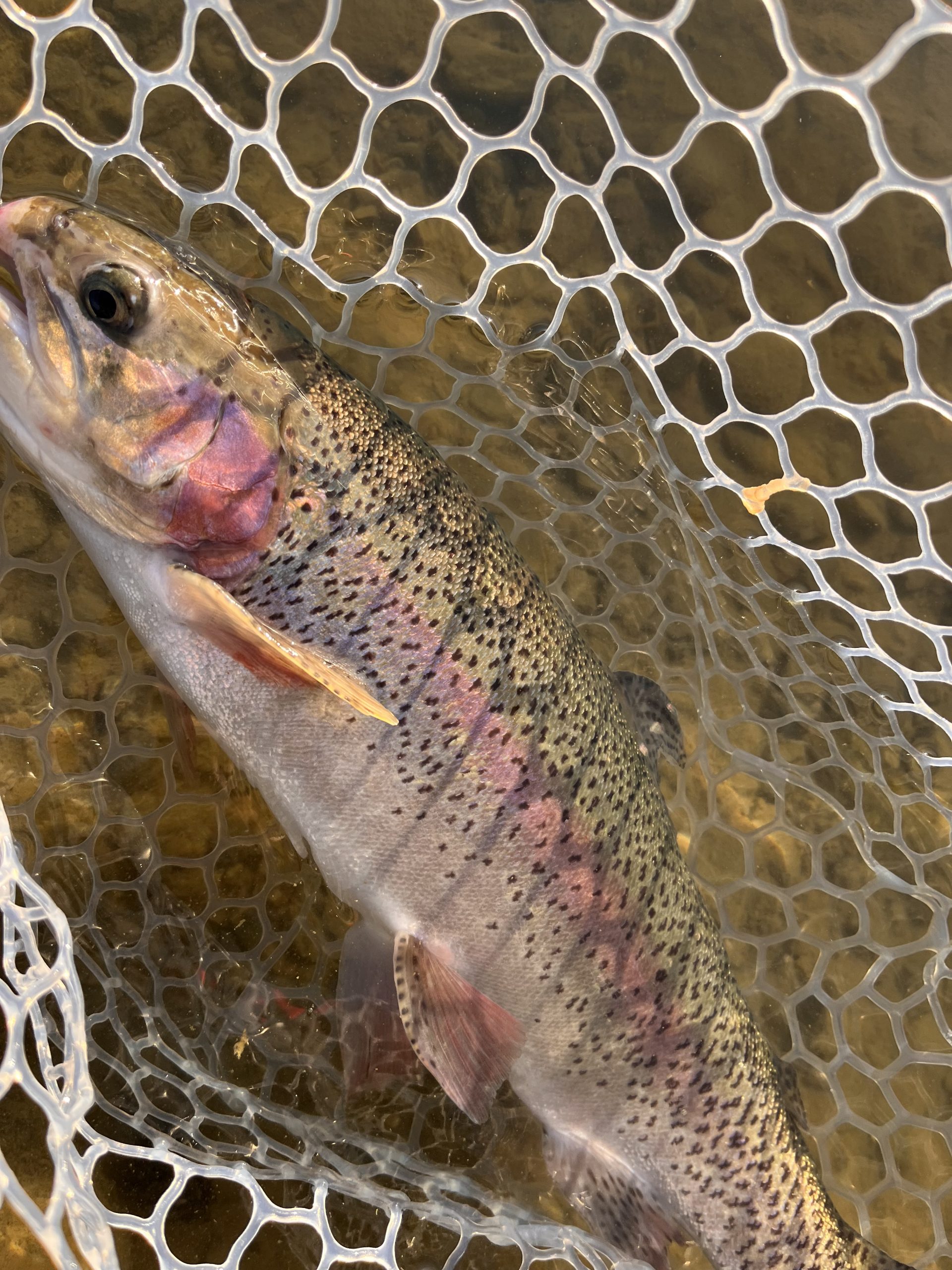 2月1日（日）小平市　しいたけさん