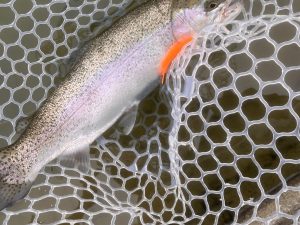 ２月８日（日）小平市　しいたけさん