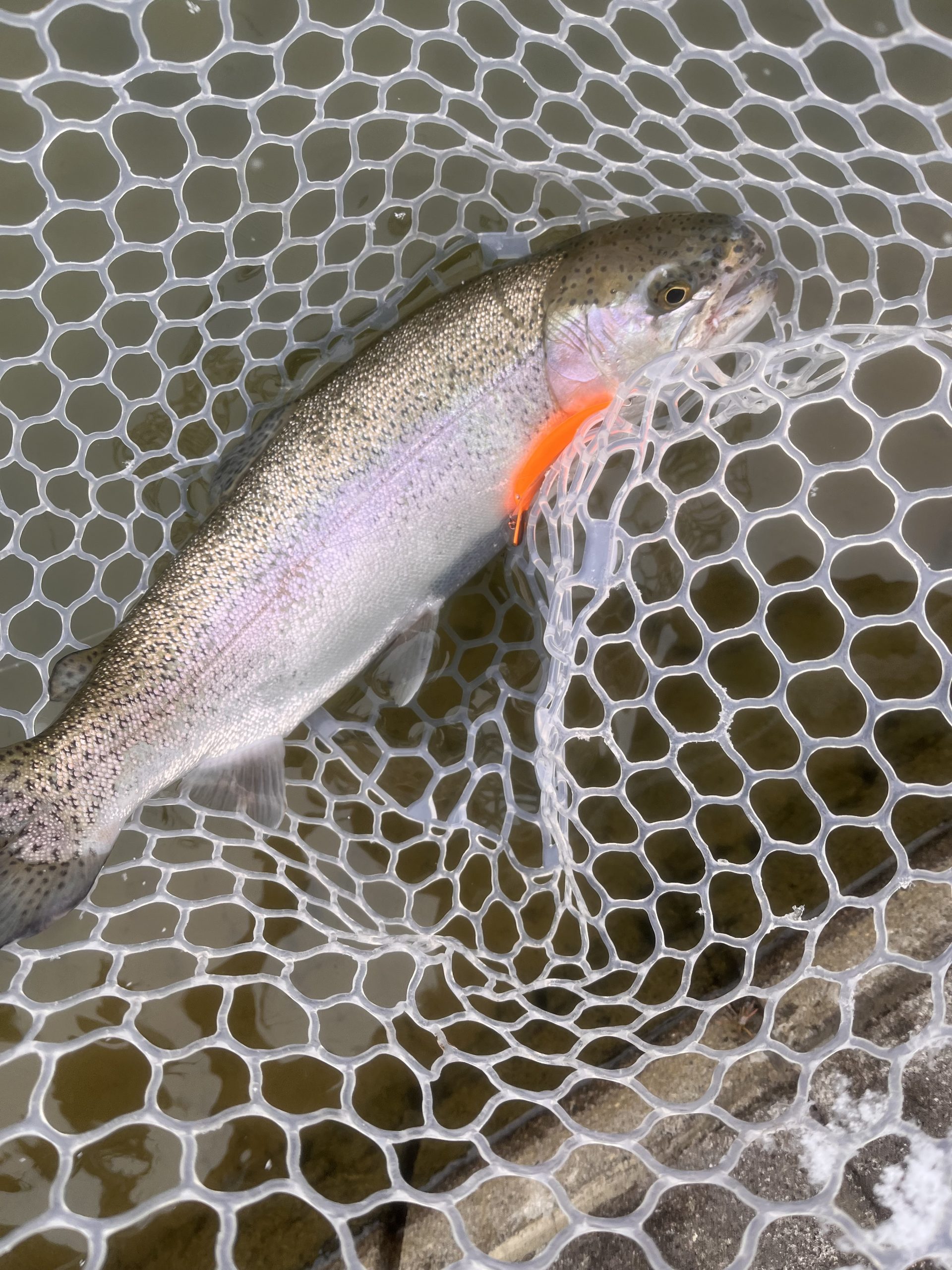 ２月８日（日）小平市　しいたけさん