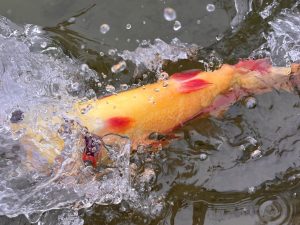 2月11日（水）小平市　しいたけさん