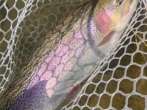 2月15日(日)　小平市　しいたけさん