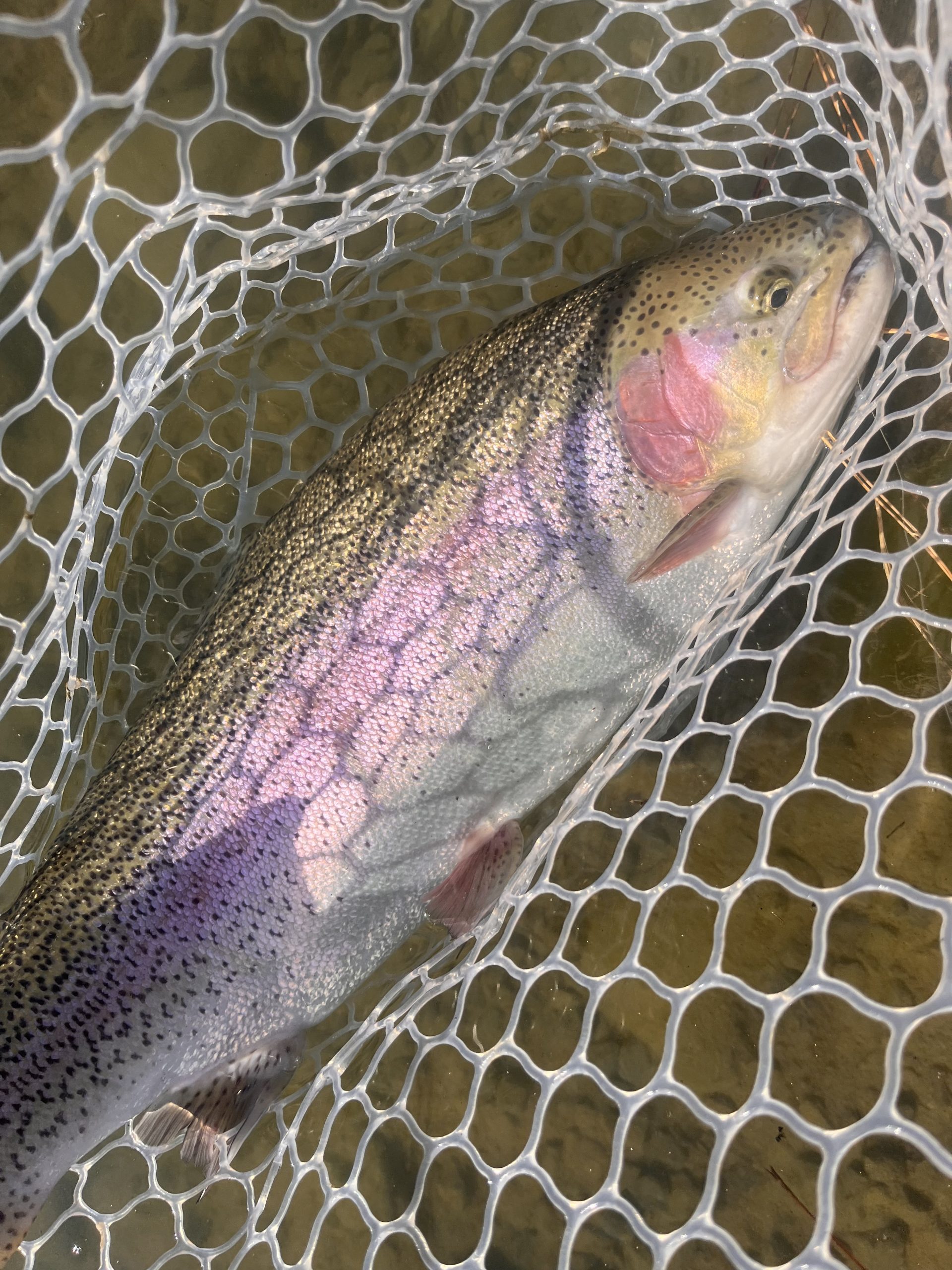 2月15日(日) 小平市 しいたけさん