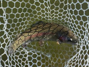 2月1日（日）八王子市　せっきーさん