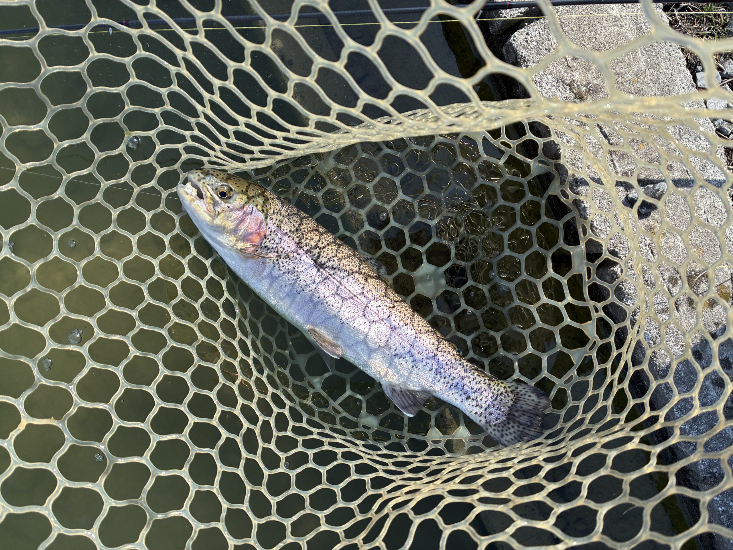 2月15日（日)八王子市 せっきーさん