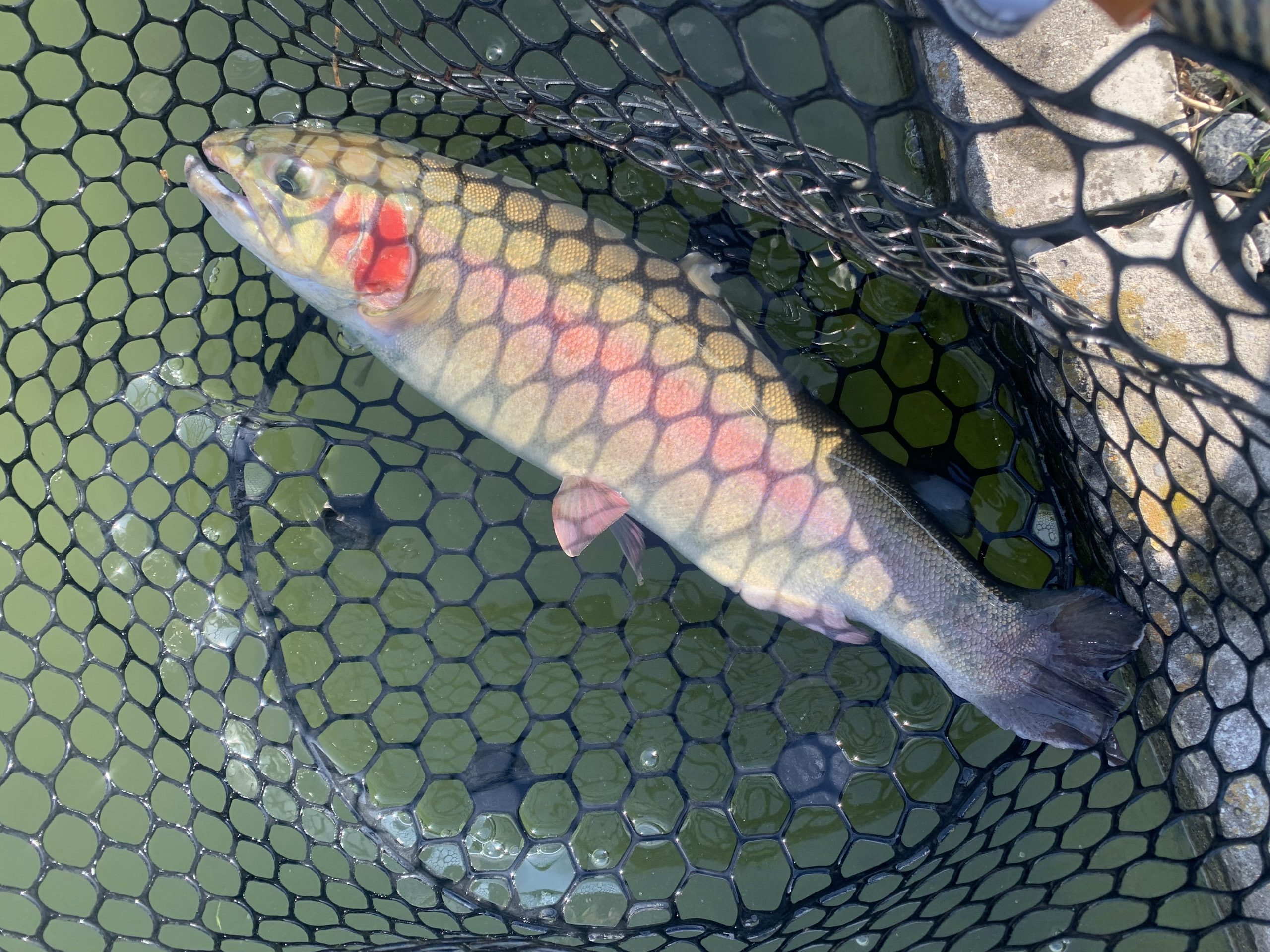 2月6日（金）国立市　K.Tさん