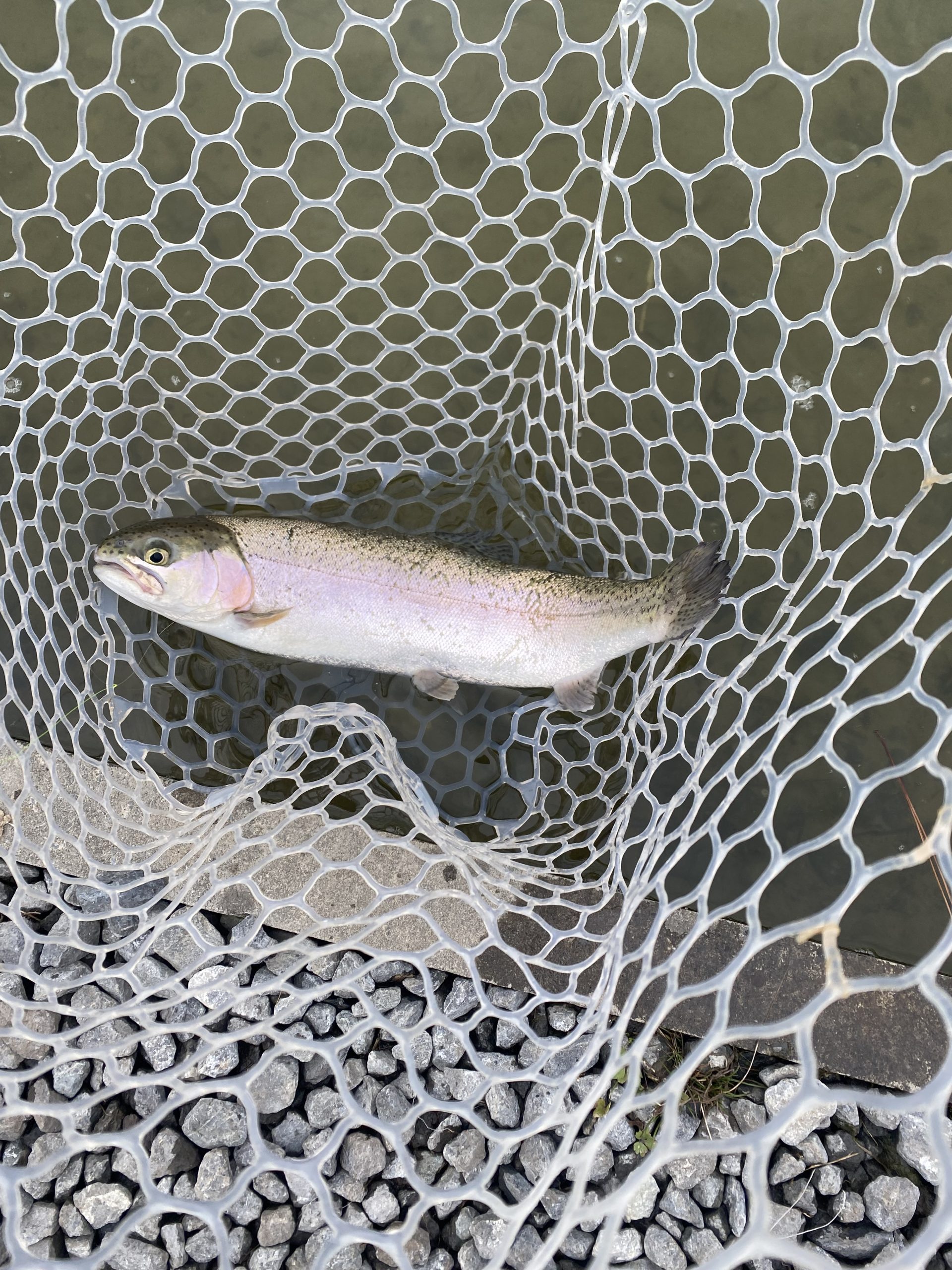 2月20日（金）浦安市　kp　さん