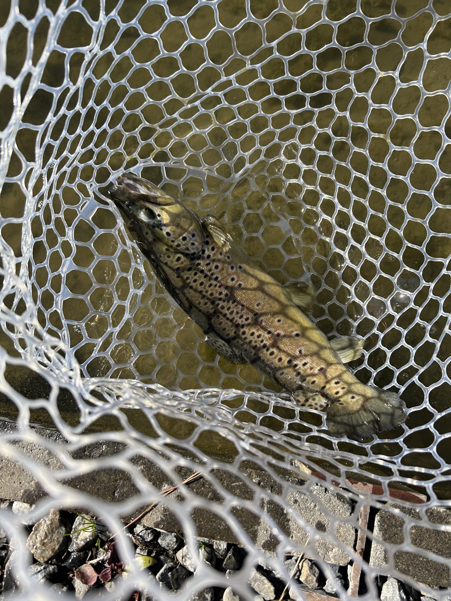 1月31日(土)あきる野市 野口さん