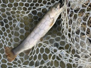 2月6日（金）あきる野市　野口さん