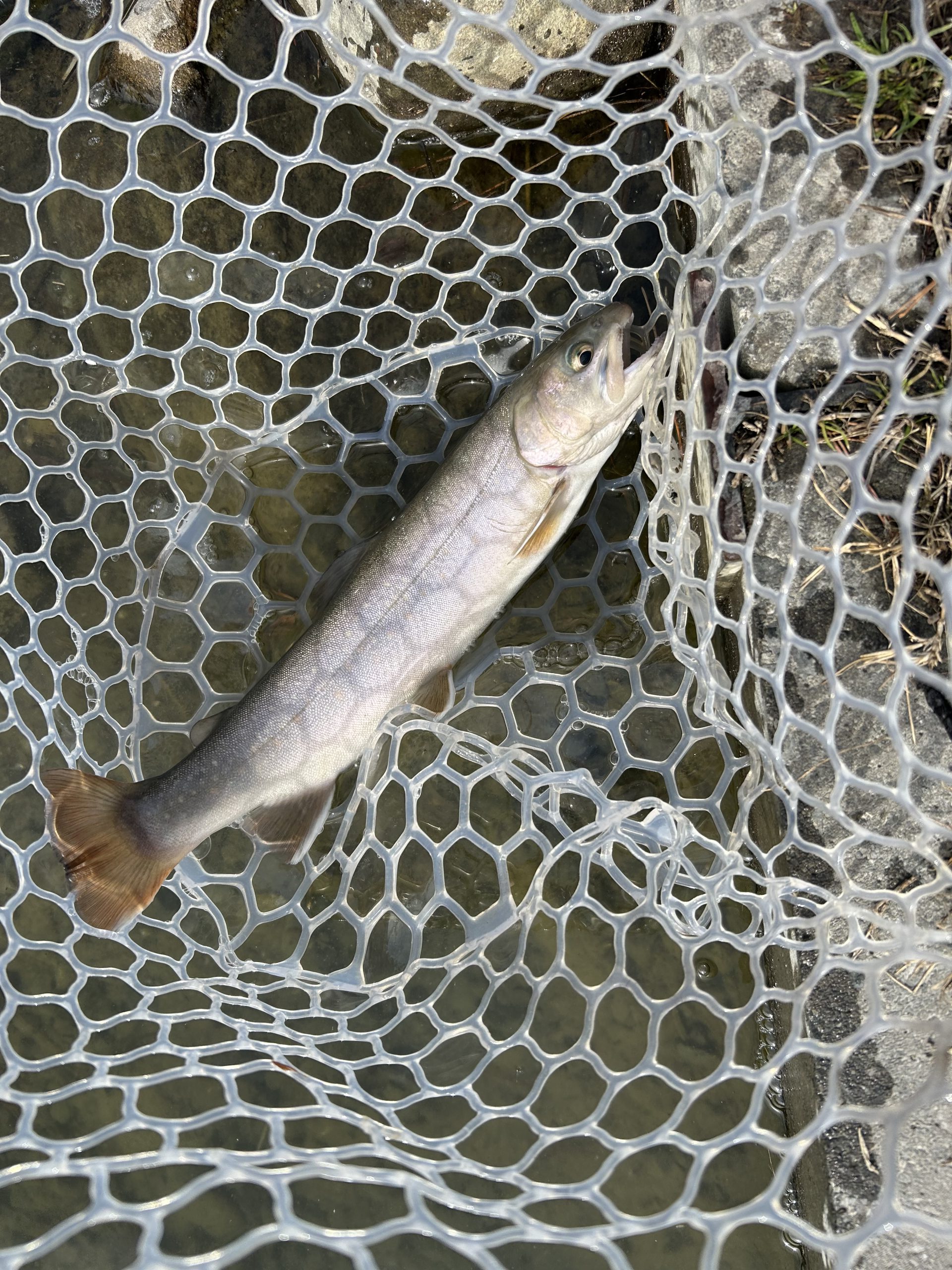 2月6日（金）あきる野市　野口さん
