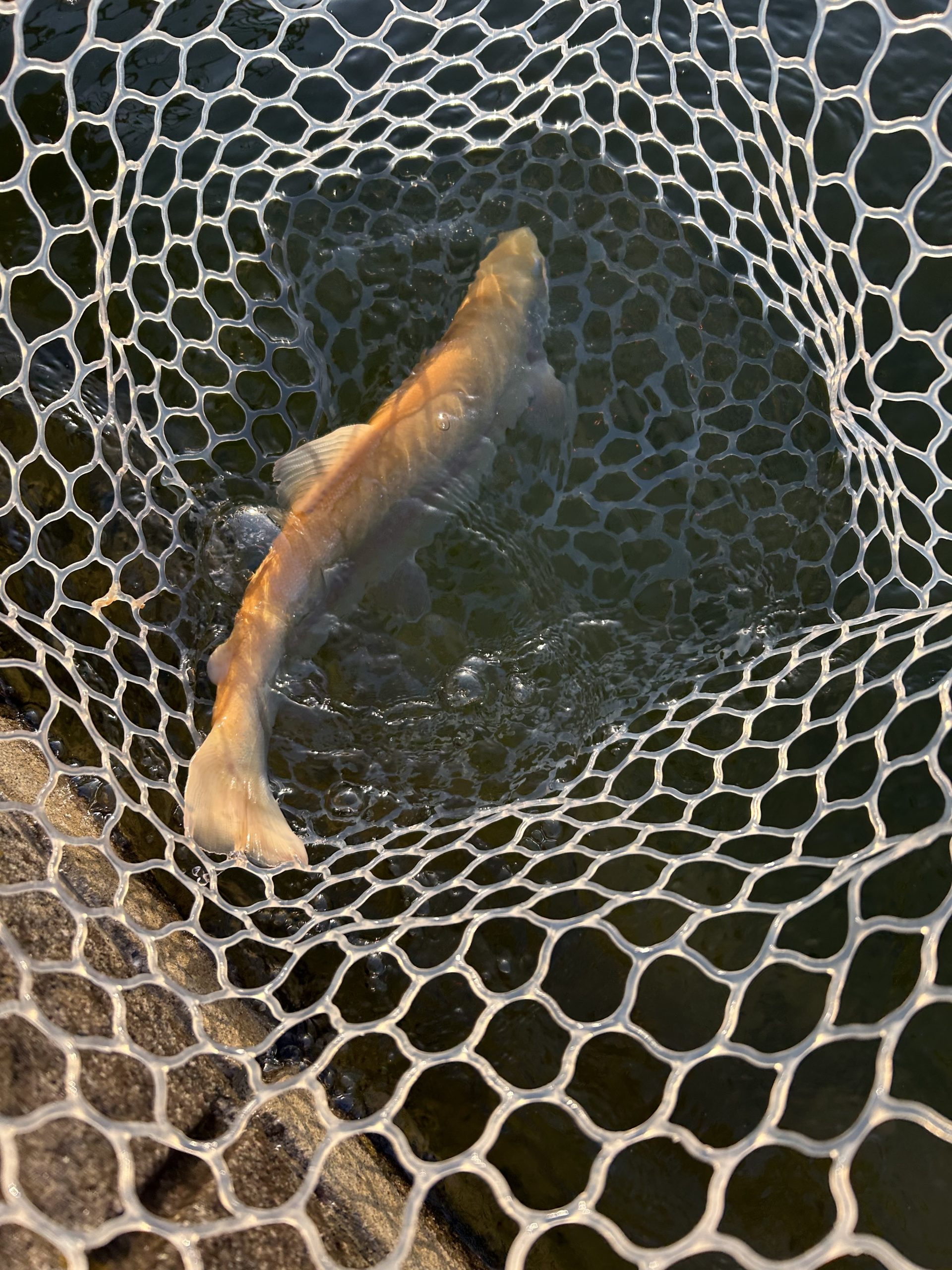 2月21日(土) あきる野市 野口さん