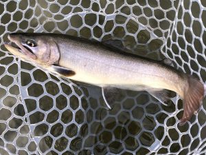 2月13日（金）日野市　オグさん