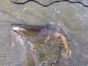 2月15日（日）あきる野市　管釣り天国さん