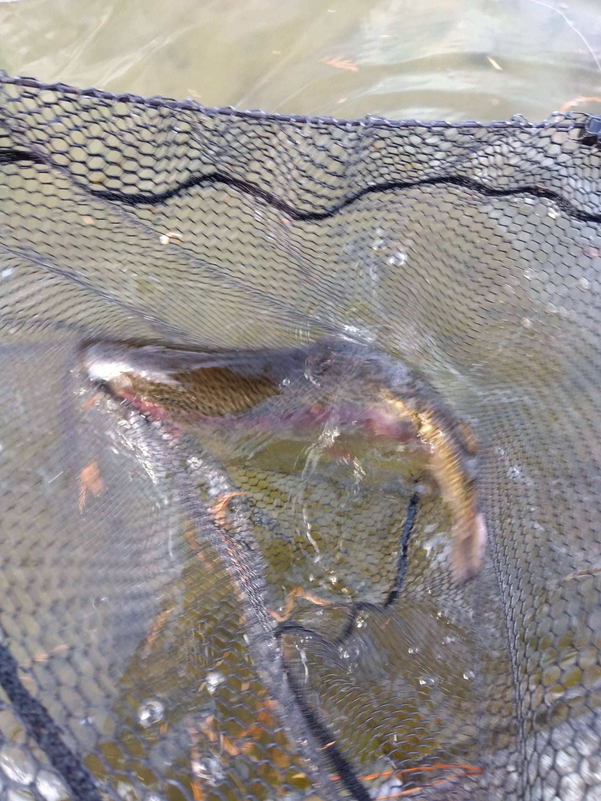 2月1日（日）あきる野市　管釣り天国さん