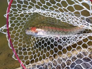 2月22日（日）あきる野市　管釣り天国さん