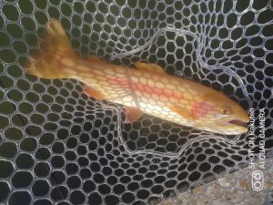 2月22日（日）相模原市　イトウハンターさん