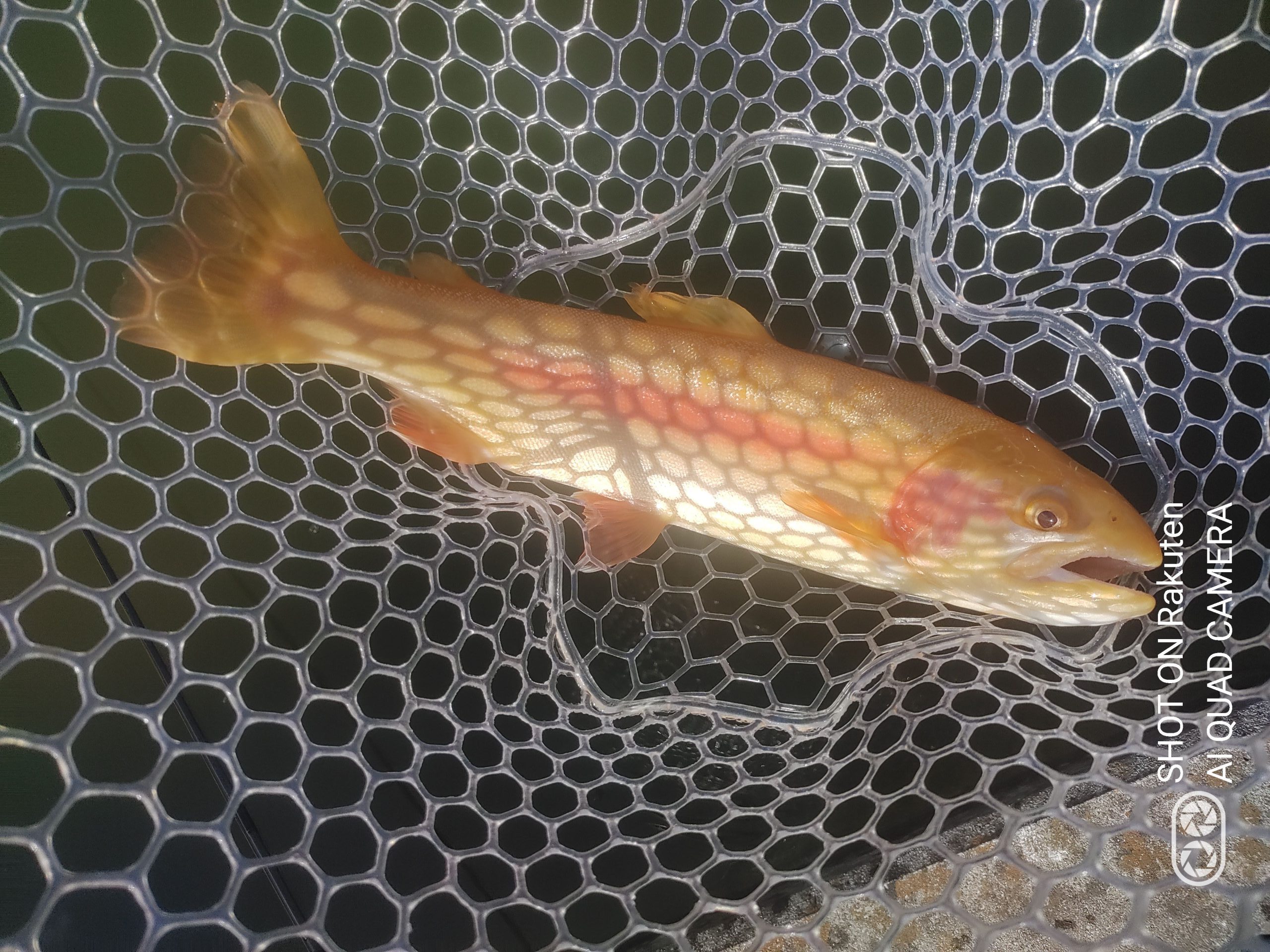 2月22日（日）相模原市　イトウハンターさん