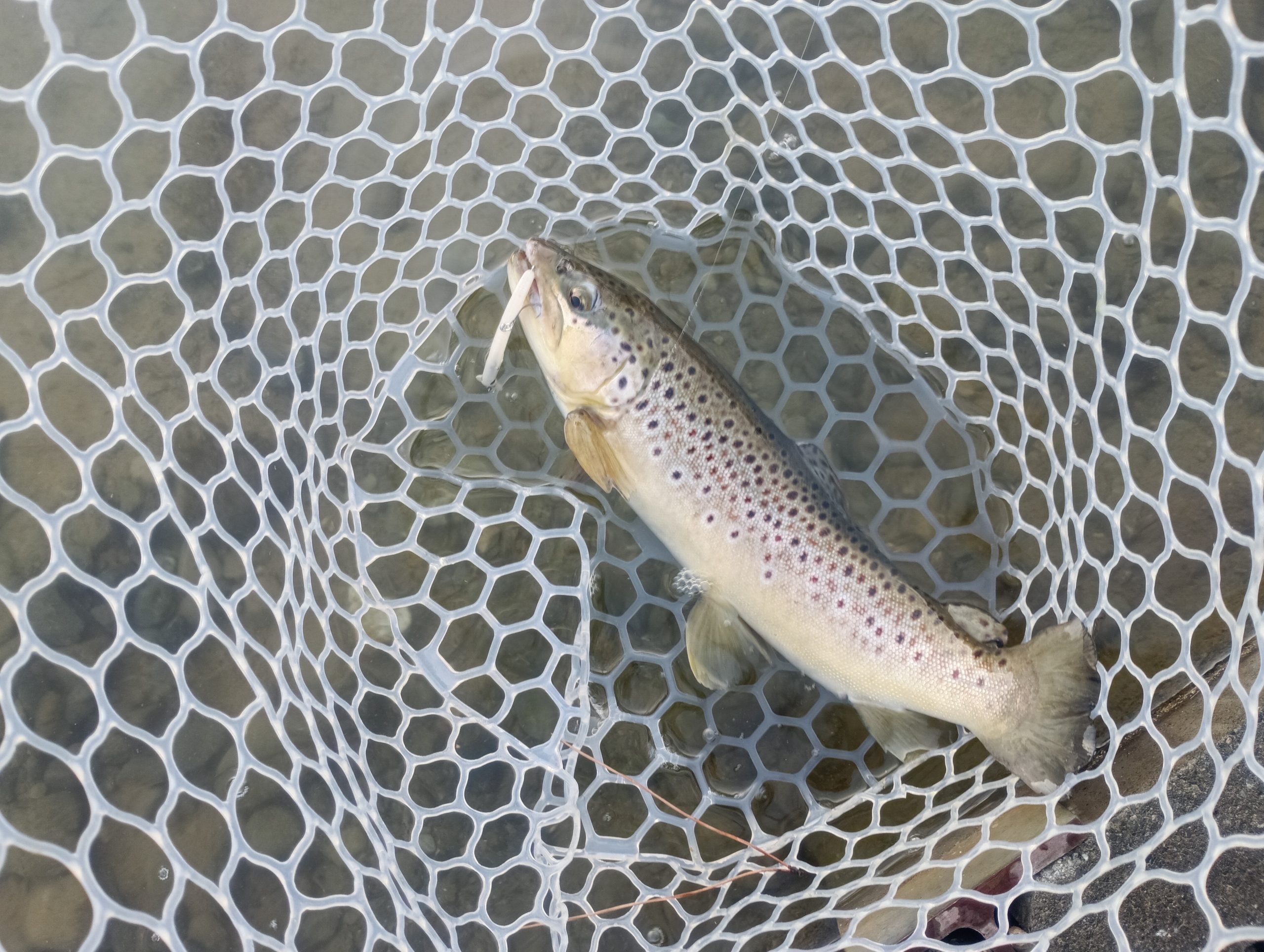 2月22日（日）　日野市　よっちゃんさん