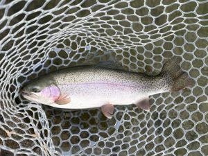 2月13日（金）小平市　MORIさん