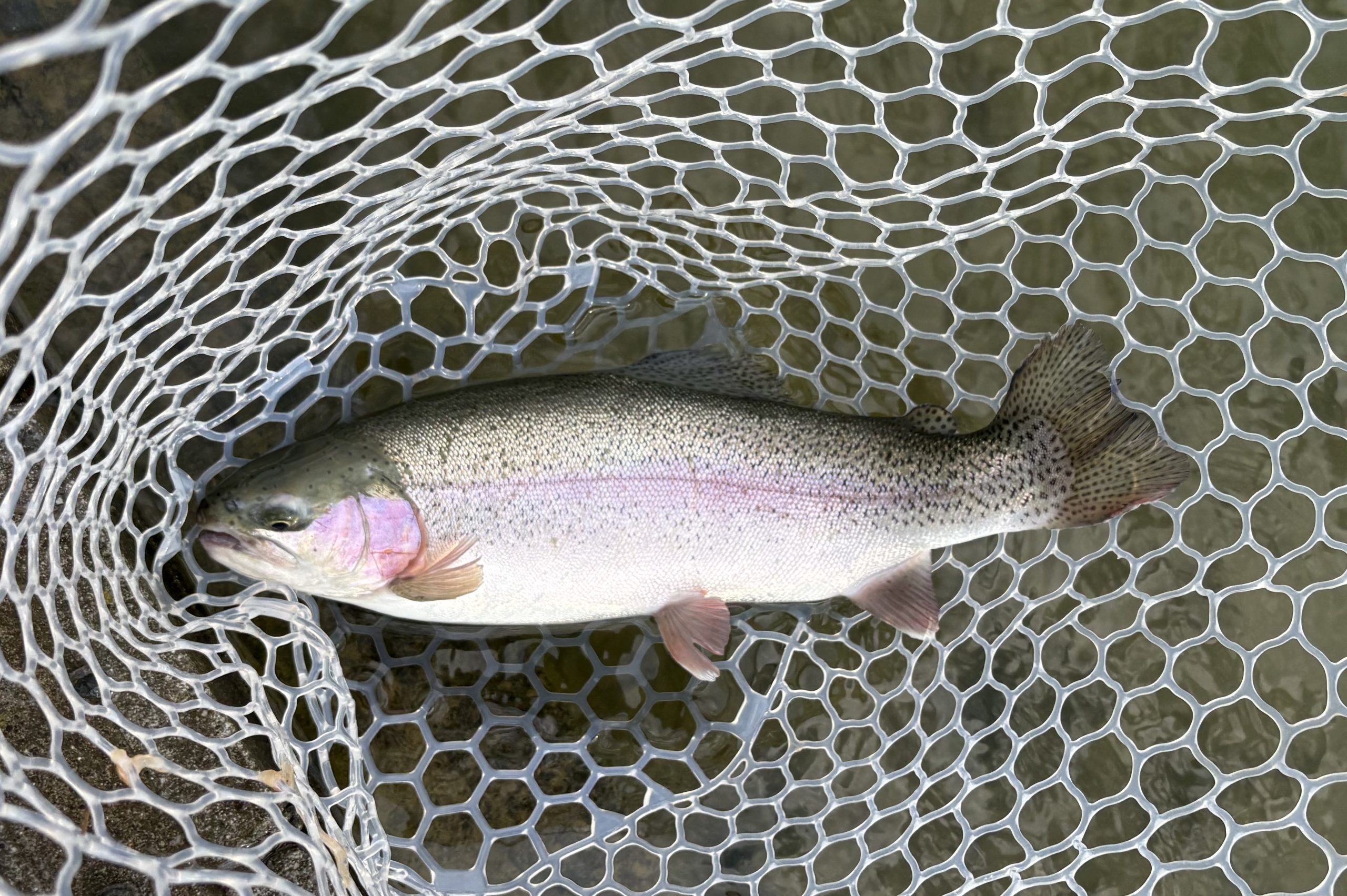 2月13日（金）小平市　MORIさん