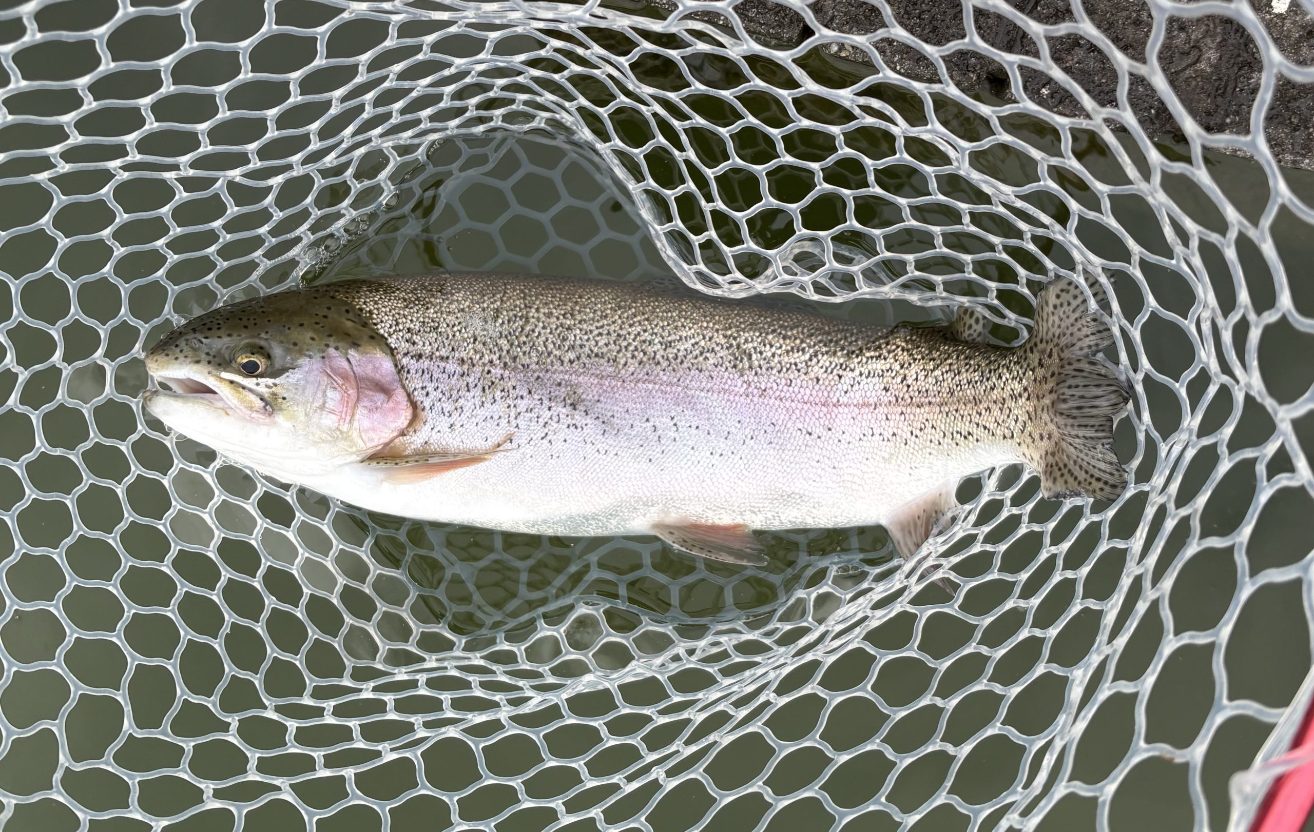 2月20日(金)小平市 MORI さん