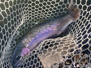 １月31日（土）羽村市　うにねこさん