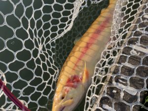 2月15日(日)　羽村市　うにねこさん