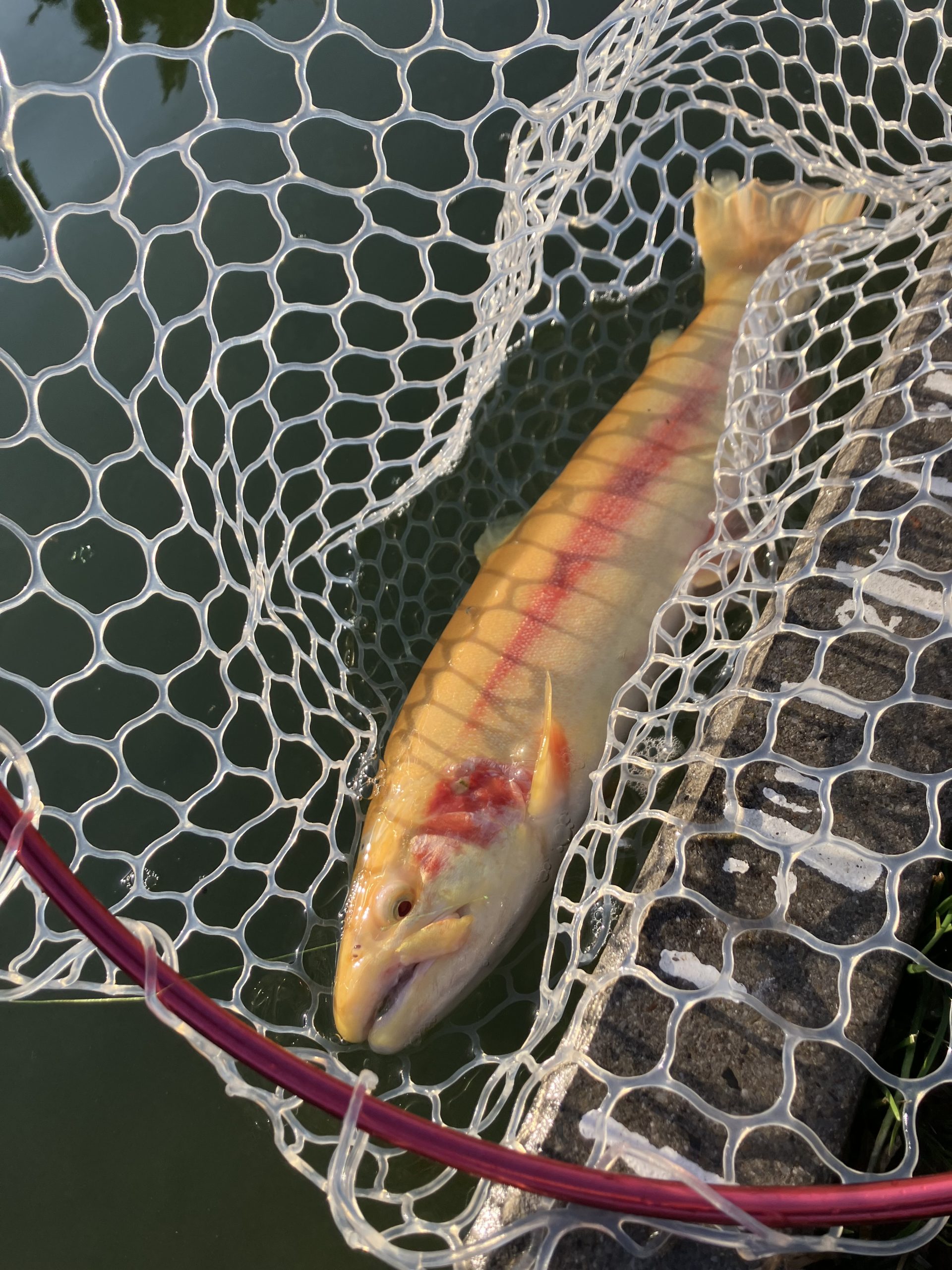 2月15日(日) 羽村市 うにねこさん