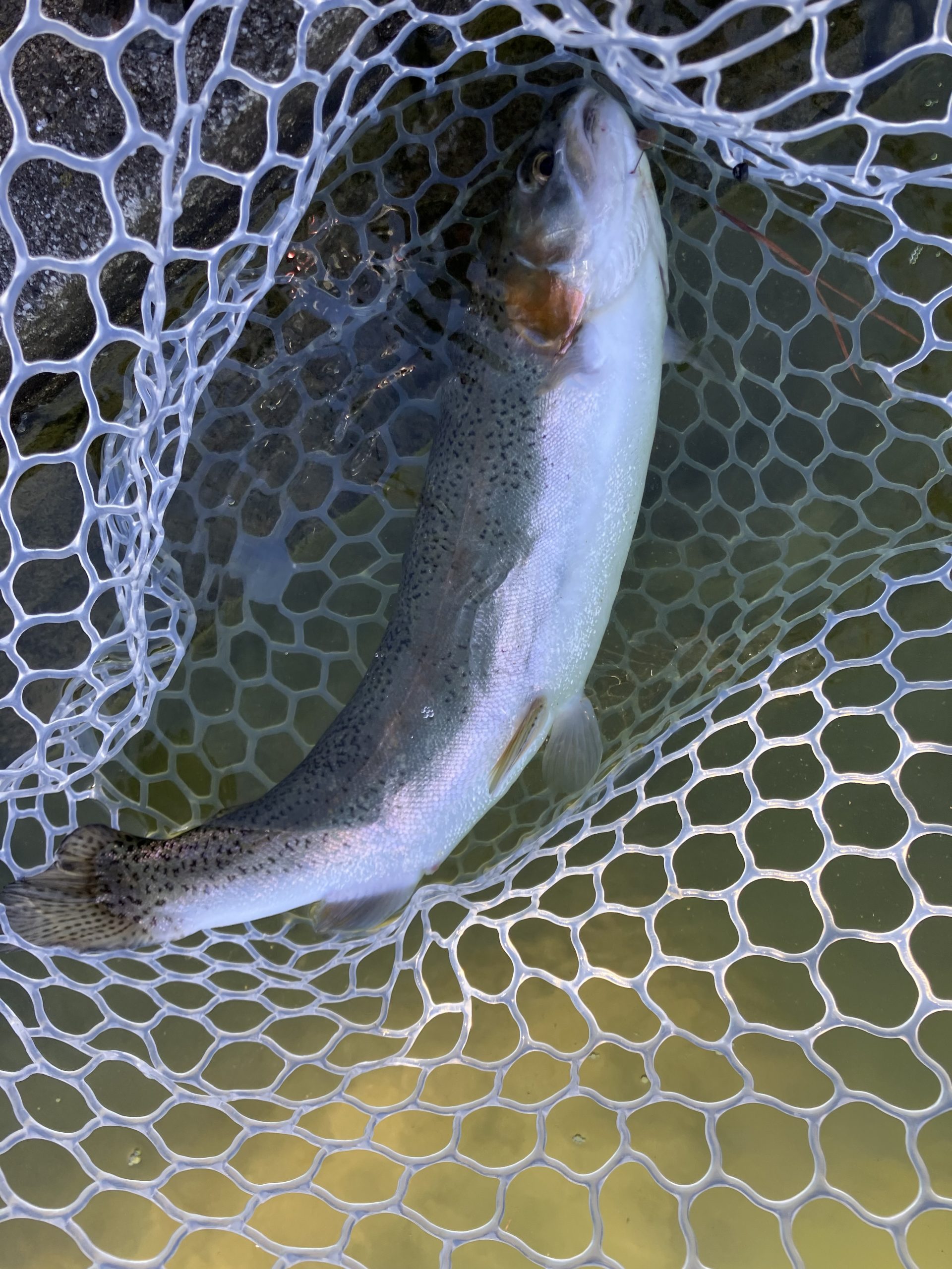 2月21日(土) 羽村市 うにねこさん