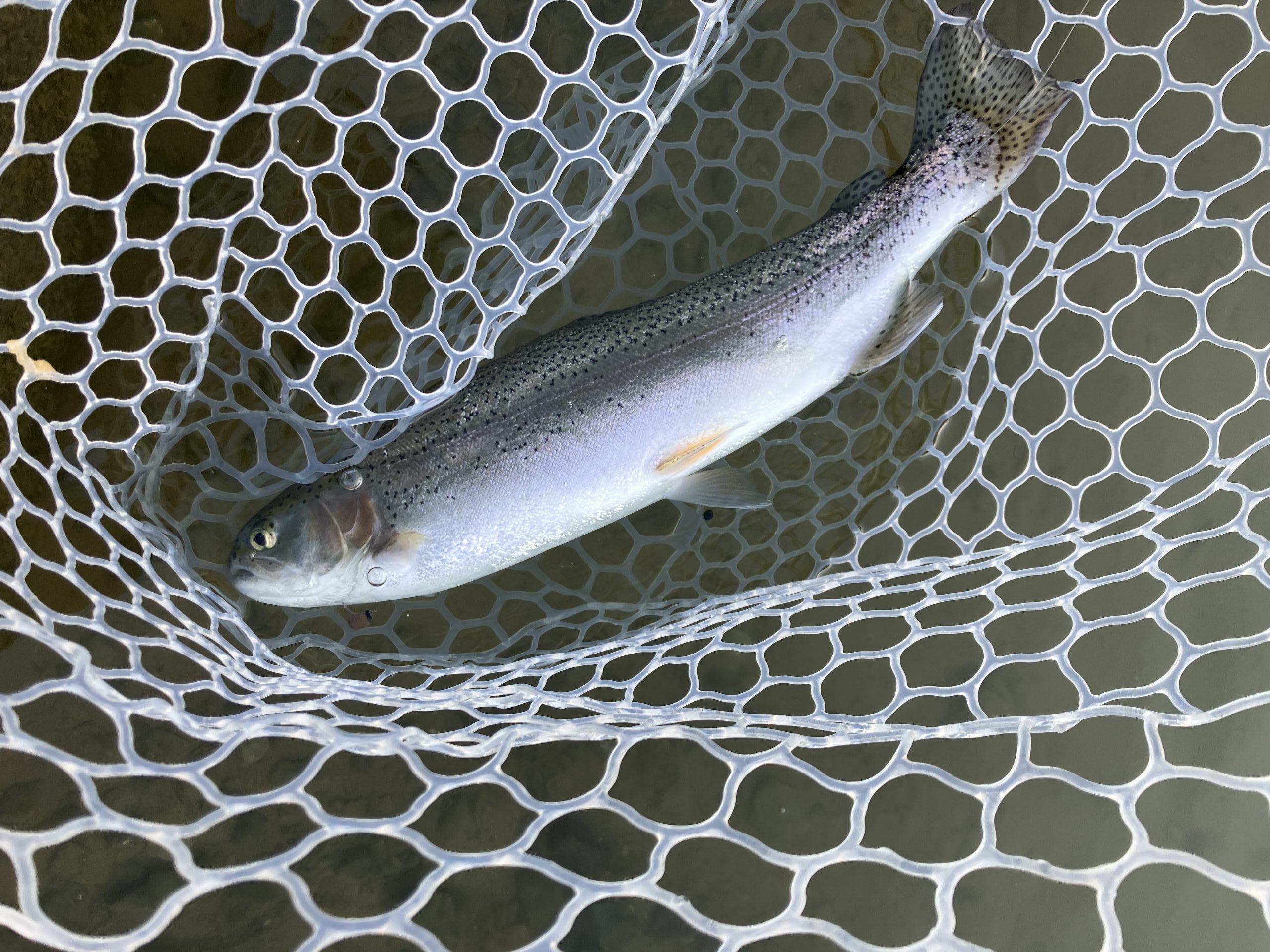 2月22日(日)羽村市 うにねこさん