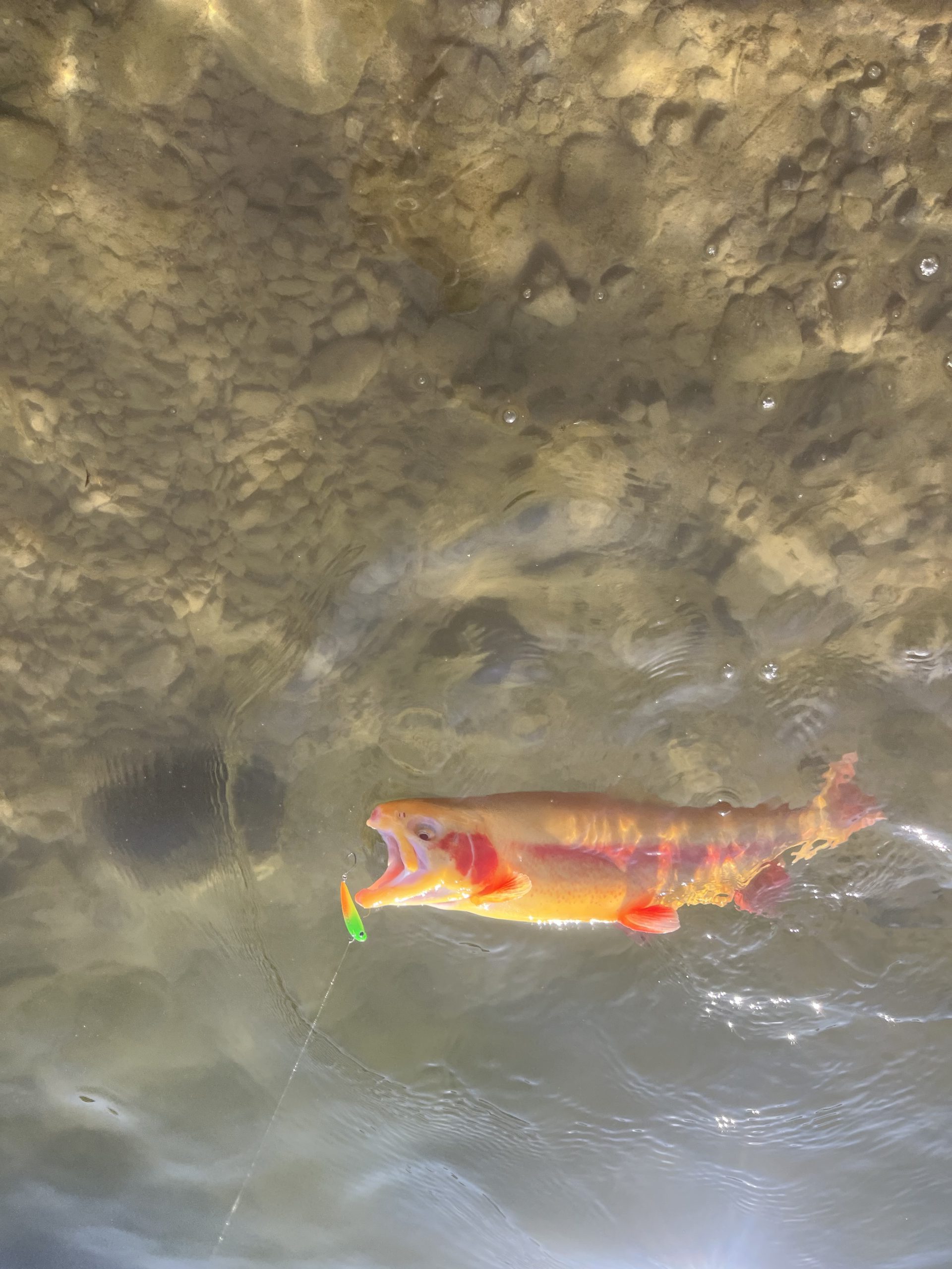 2月1日（日）あきる野市　チャッピーさん