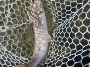 2月15日(日)　あきる野市　チャッピーさん