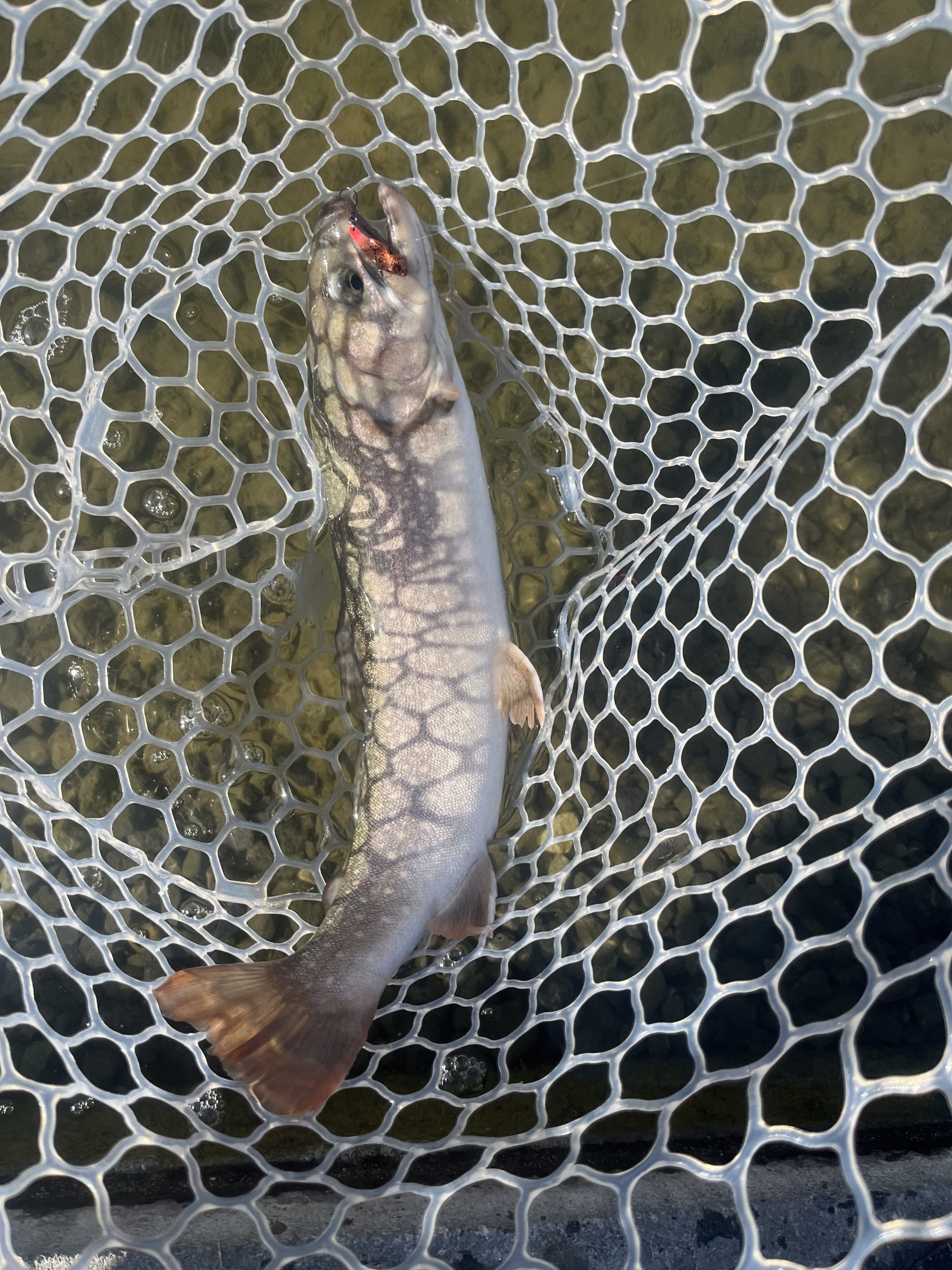 2月15日(日)　あきる野市　チャッピーさん