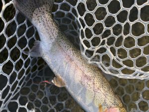 2月16日（月）青梅市　AOさん