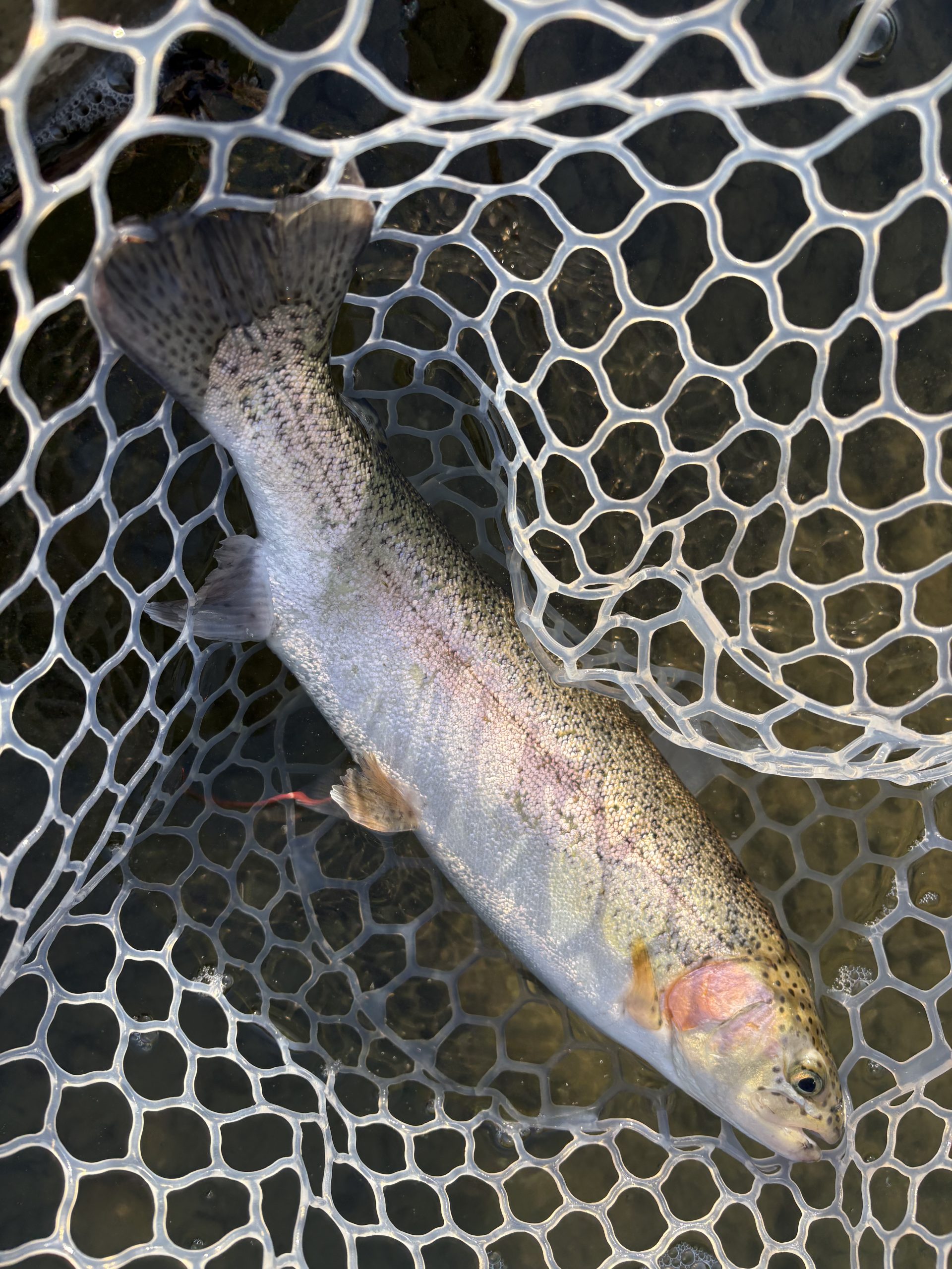 2月16日（月）青梅市　AOさん