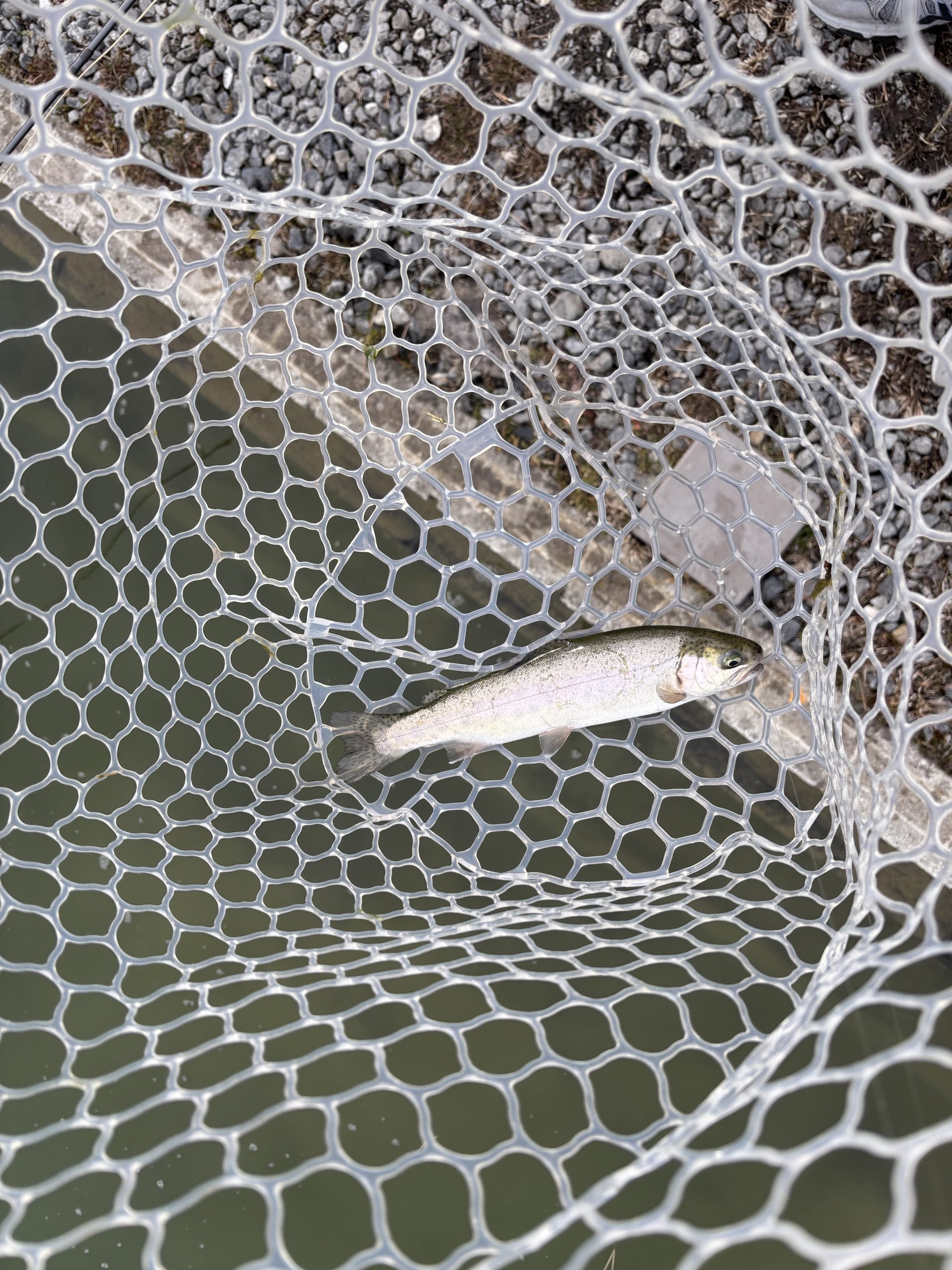 2月14日（土）入間市　大西さん