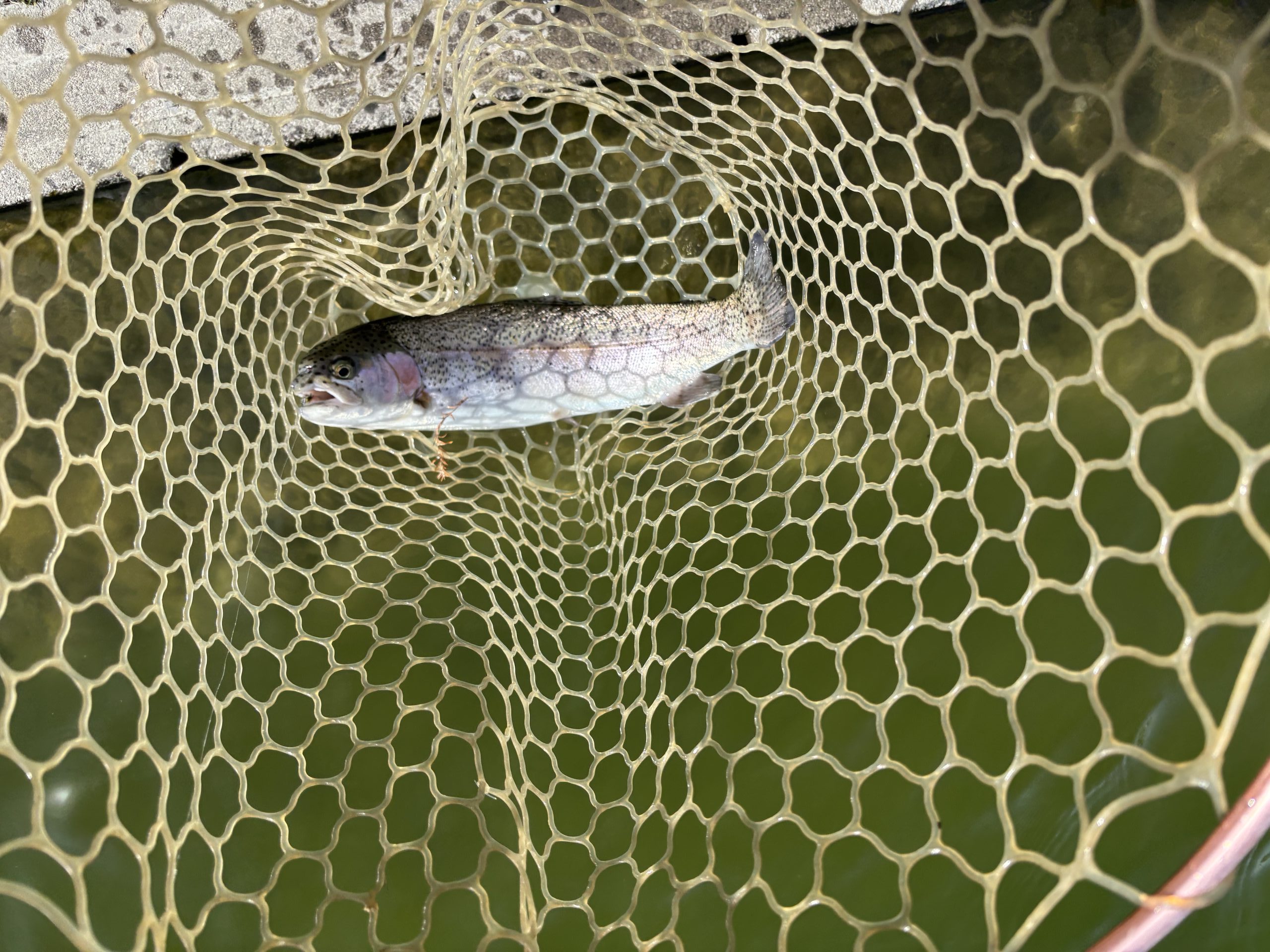 2月28日（土）入間市　大西さん