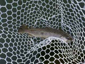 １月31日（土）和光市　まるきさん