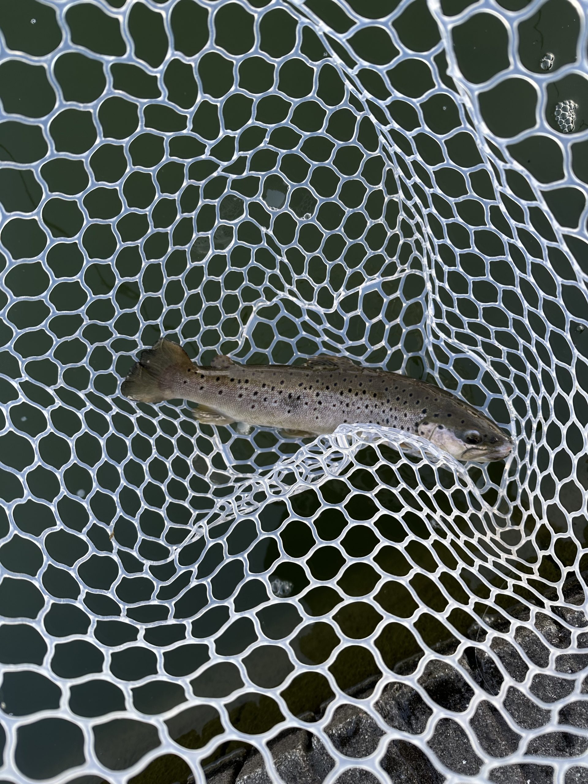 １月31日（土）和光市　まるきさん