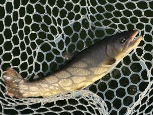 2月21日(土)　和光市　まるきさん