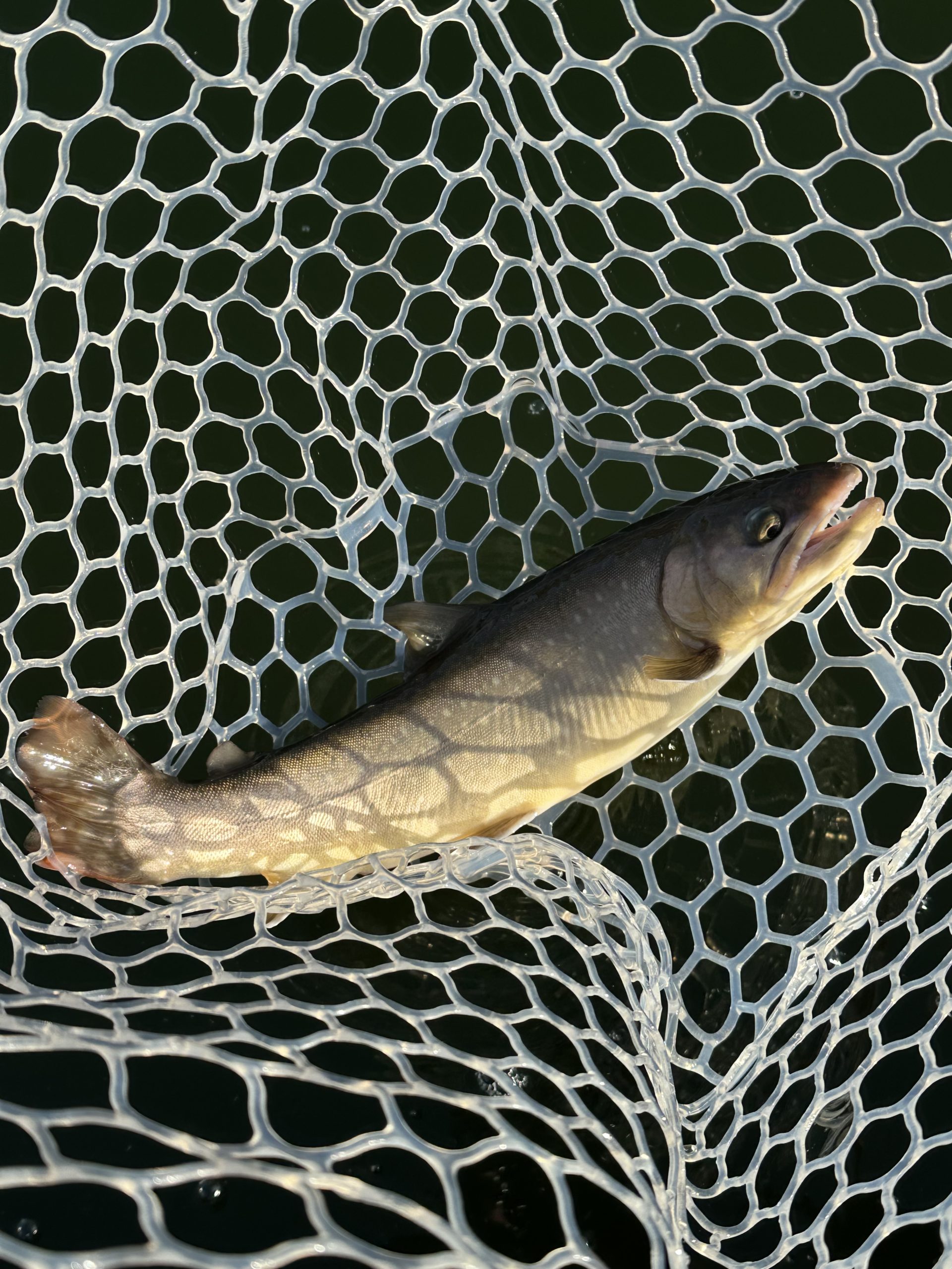 2月21日(土)　和光市　まるきさん