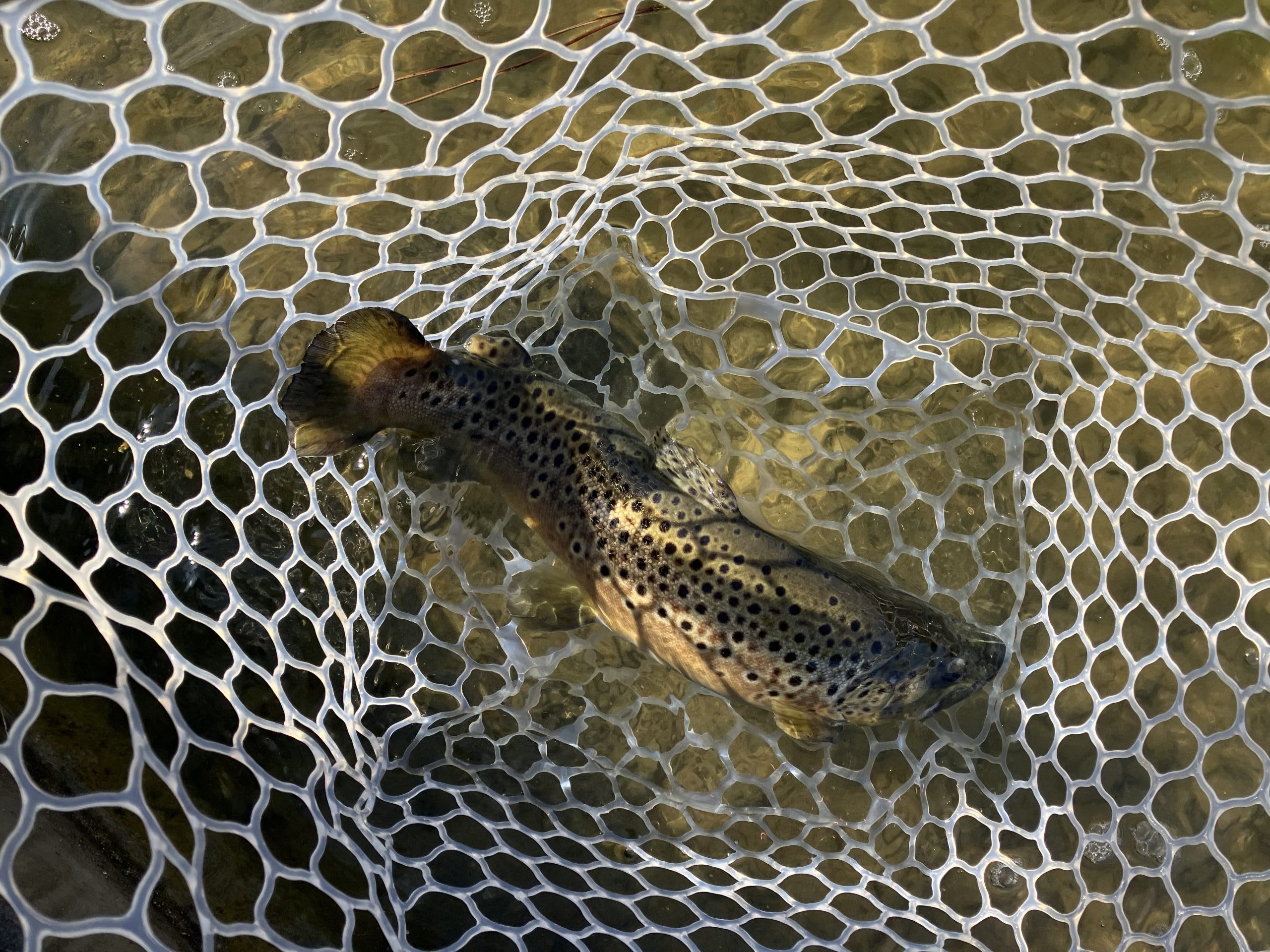 2月14日（土）府中市　イマカツ　さん